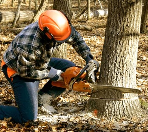 Tree Removal in Milton, KY